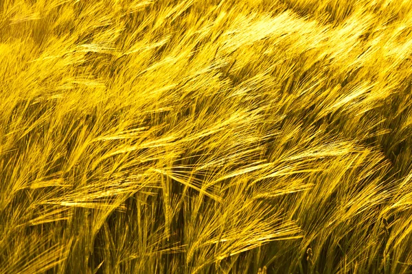 Wzór złoty kukurydzy w dziedzinie — Zdjęcie stockowe