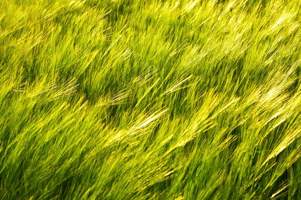 Patroon van groene maïs in veld — Stockfoto