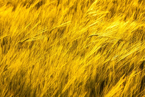 Pattern of golden corn in field — Stock Photo, Image