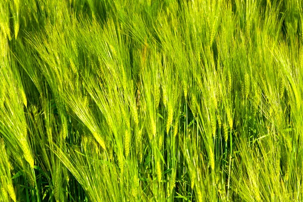 Patroon van groene maïs in veld — Stockfoto