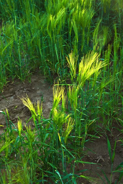 Mönster av majs i fältet — Stockfoto