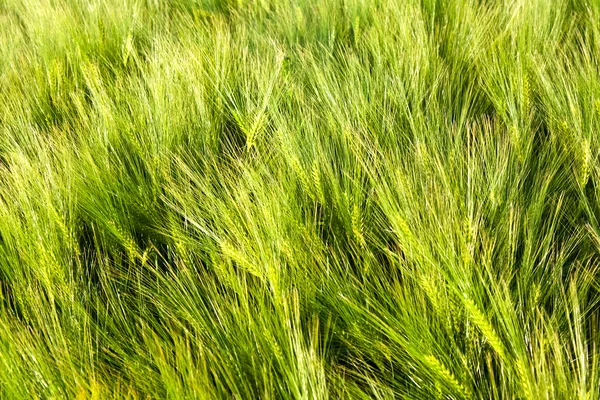 Wzór zielony kukurydza w dziedzinie — Zdjęcie stockowe