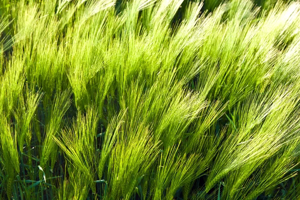 Pattern of green corn in field — Stock Photo, Image