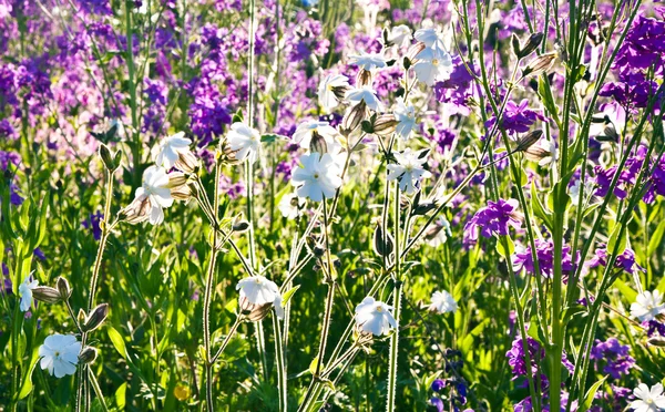 Belle prairie colorée avec des fleurs — Photo
