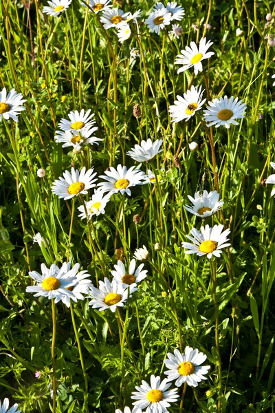 Beautiful chamomiles in the meadow — Stock Photo, Image