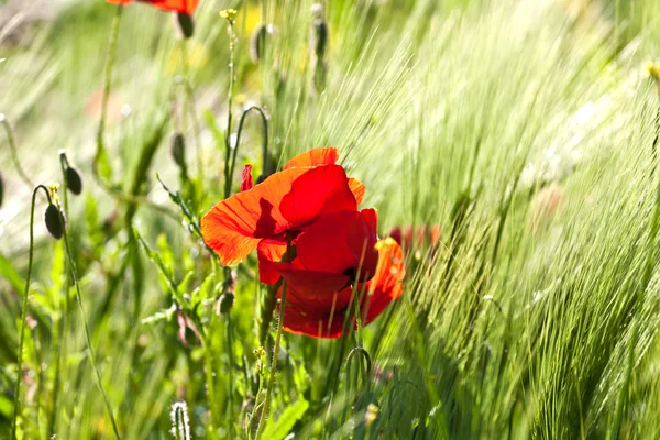 Hermoso prado colorido con flores —  Fotos de Stock