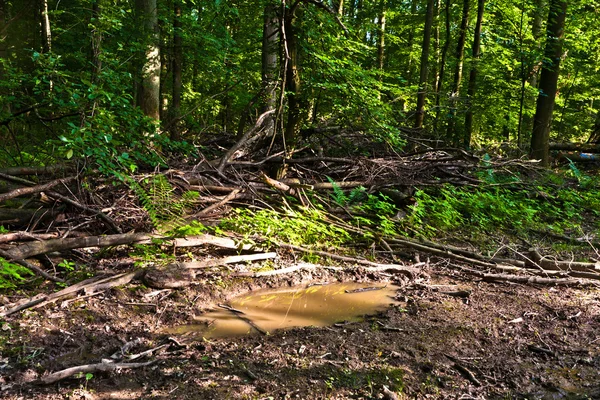 Лісова стежка з сонячними променями — стокове фото