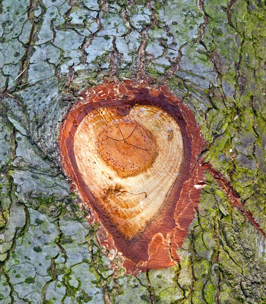 Вырубленное дерево дает ощущение сердца — стоковое фото