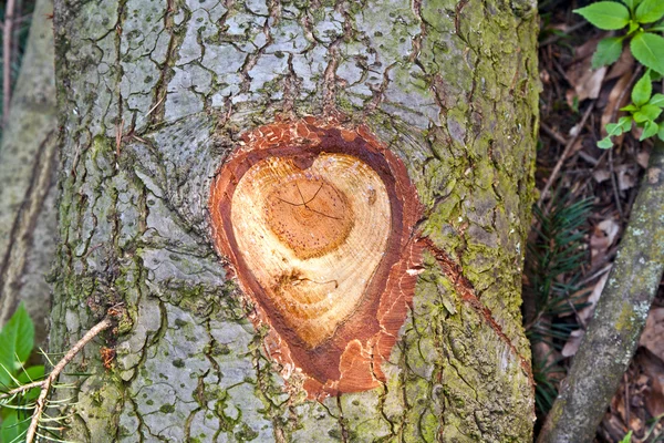 Вырубленное дерево дает ощущение сердца — стоковое фото