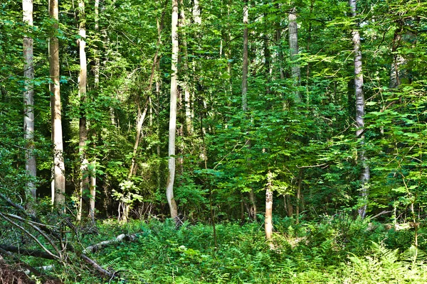 Bäume im wilden Wald — Stockfoto