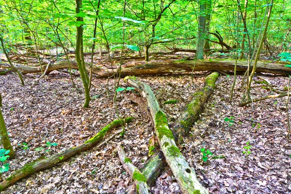 Stam av träd i vilda ekskog — Stockfoto