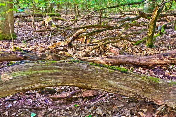 Ствол дерева в диком дубовом лесу — стоковое фото