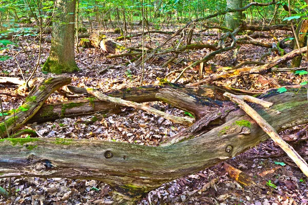 Caule de árvore na floresta de carvalho selvagem — Fotografia de Stock