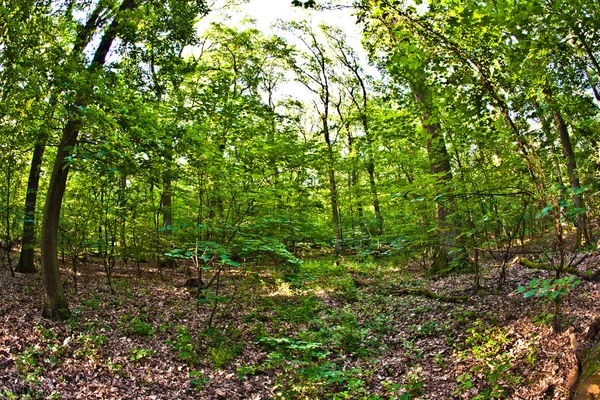 Alberi nella foresta selvaggia — Foto Stock