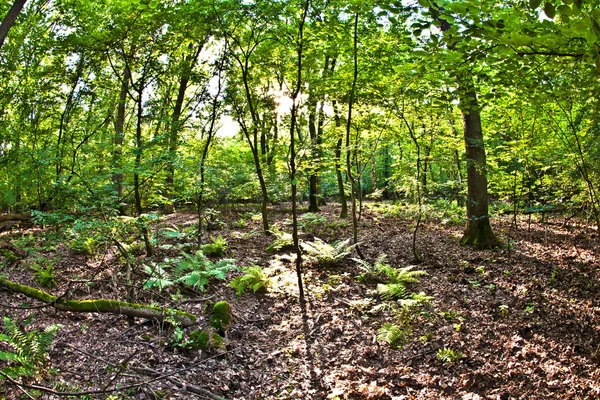 야생 숲에서 나무 — 스톡 사진