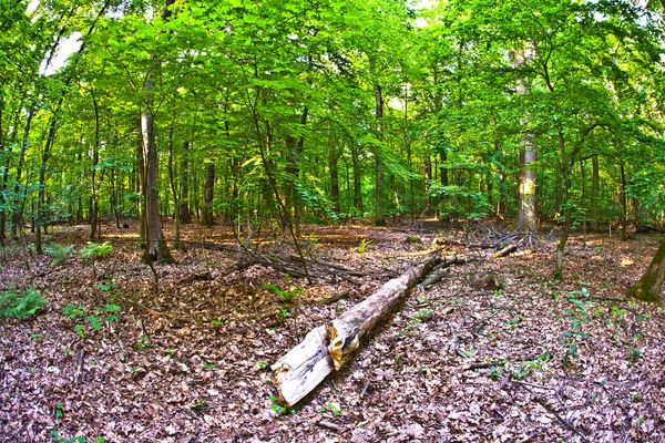 Árvores na floresta selvagem — Fotografia de Stock