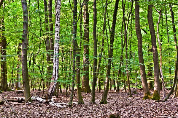 Stromy v lesním — Stock fotografie