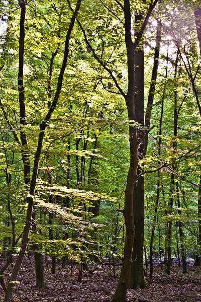 Деревья в диком лесу — стоковое фото