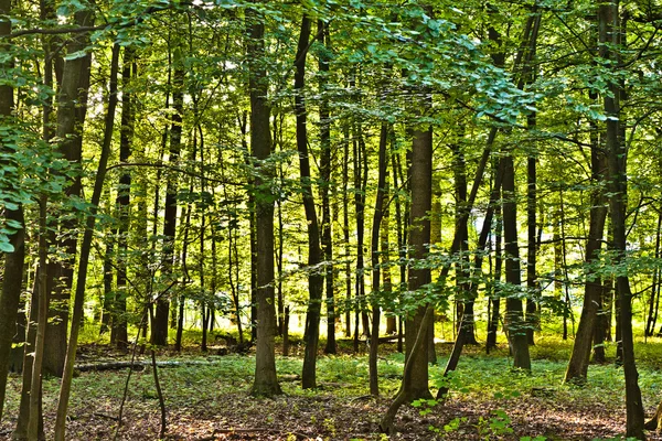 Bomen in wild bos — Stockfoto