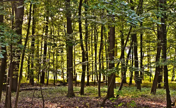 Bomen in wild bos — Stockfoto