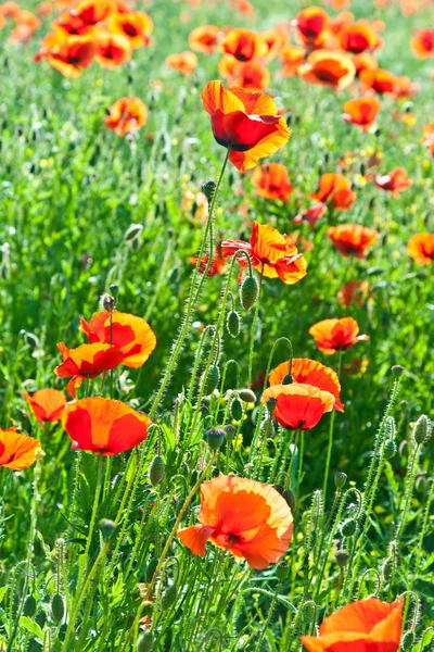 Beautiful poppy flowers in the meadow — Stock Photo, Image