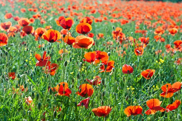 Hermosas flores de amapola en el prado —  Fotos de Stock