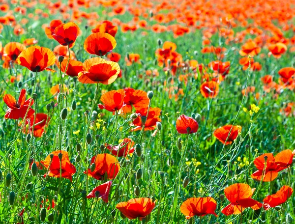 Beautiful poppy flowers in the meadow — Stock Photo, Image