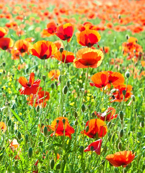 Pipacs szép virágok a rét — Stock Fotó