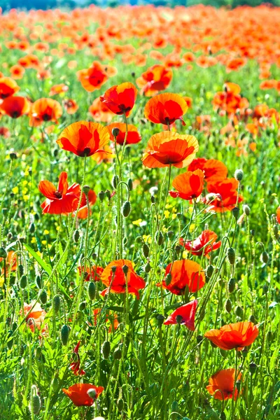 Hermosas flores de amapola en el prado — Foto de Stock