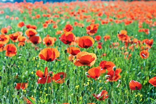 Pipacs szép virágok a rét — Stock Fotó