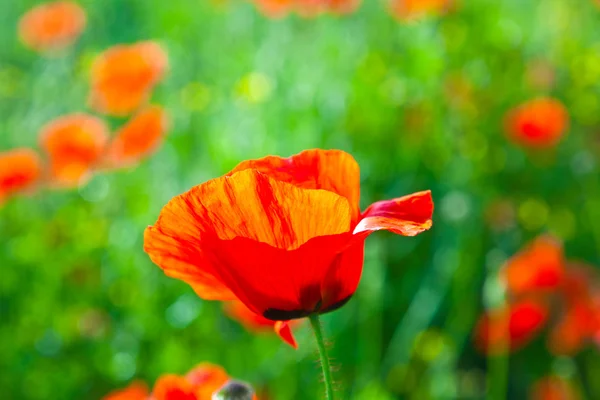 草原の美しいけしの花 — ストック写真