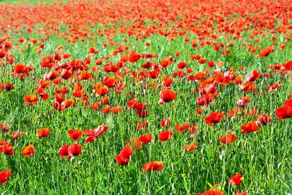 stock image Beautiful poppy flowers in the meadow