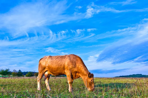 Portrait de belle vache brune dans un champ — Photo