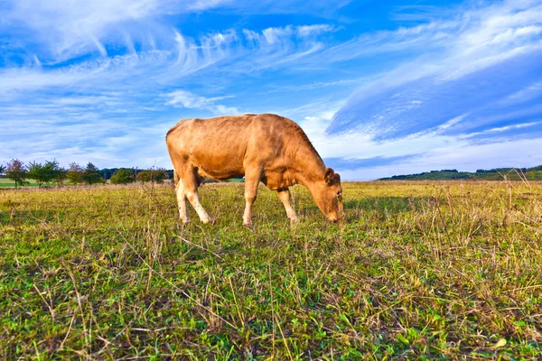 Portrait of nice brown cow in a field — Stock Photo, Image