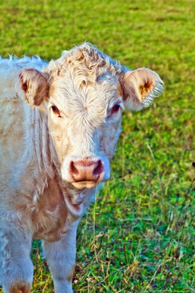 Retrato de vaca marrom agradável em um campo — Fotografia de Stock