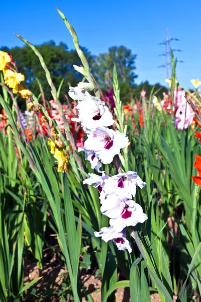 Flores bonitas no prado — Fotografia de Stock