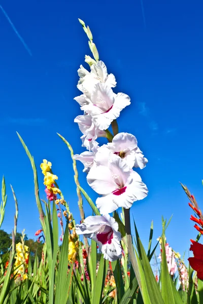 Красивые цветы на лугу — стоковое фото
