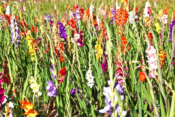 Hermosas flores en el prado —  Fotos de Stock
