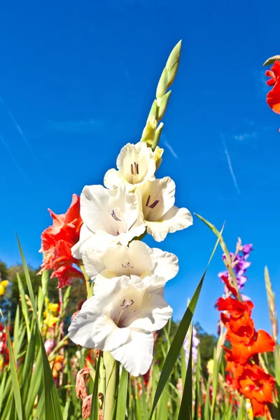 Schöne Blumen auf der Wiese — Stockfoto
