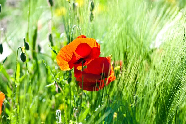 꽃으로 아름 다운 화려한 풀밭 — 스톡 사진