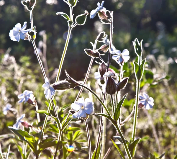 Schöne bunte Wiese mit Blumen — Stockfoto
