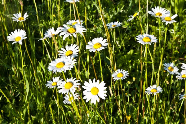 Beautiful chamomiles in the meadow — Stock Photo, Image
