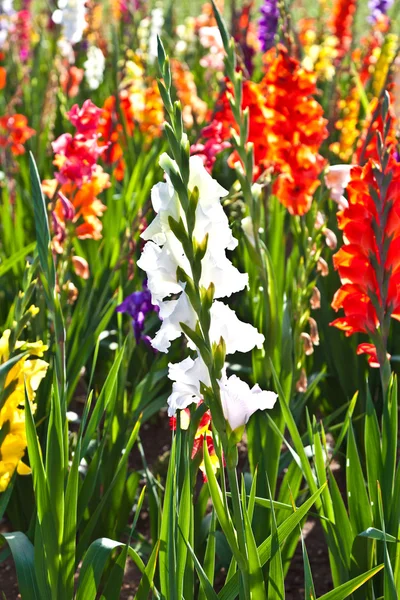 Vackra blommor på ängen — Stockfoto