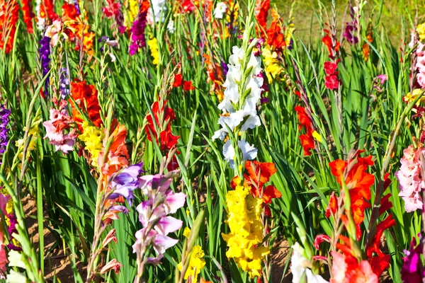 Gyönyörű virágok a mezőn — Stock Fotó