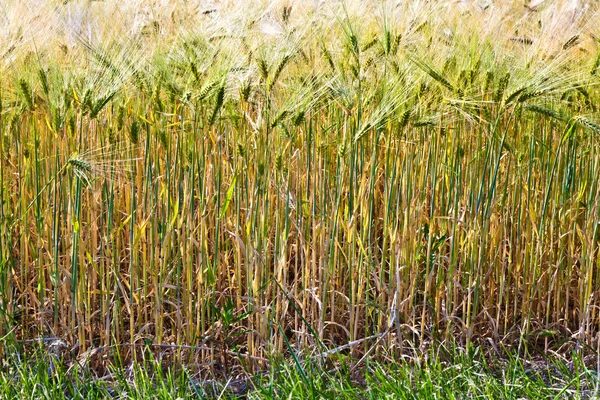 Spica pšenice v kukuřičném poli — Stock fotografie