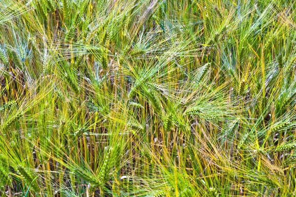 Spica pšenice v kukuřičném poli — Stock fotografie