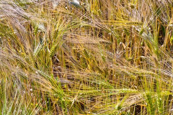 Especia de trigo en el campo de maíz — Foto de Stock