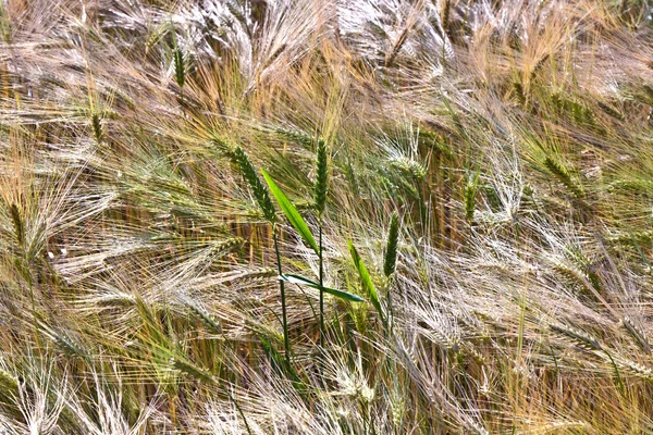 トウモロコシ畑に小麦のスピカ — ストック写真