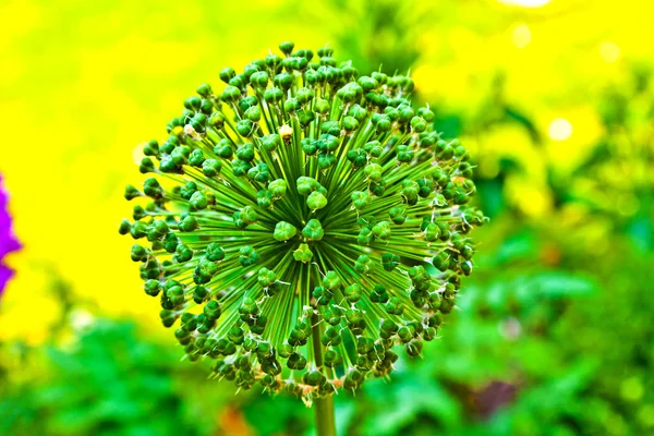 Beautiful spring lilac allium surrounded with green leaves. — Stock Photo, Image