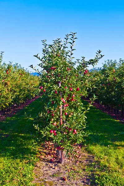 Rijpe appels op een boomtak — Stockfoto